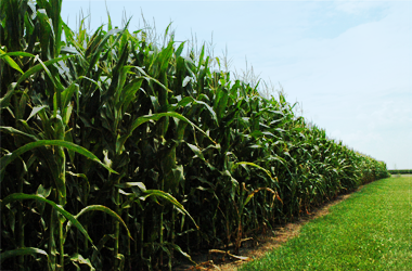 BMR corn growing in field